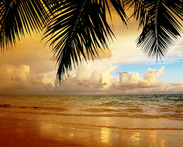 Пляж песок пальмы