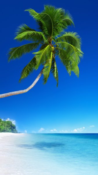 Пальмы и океан