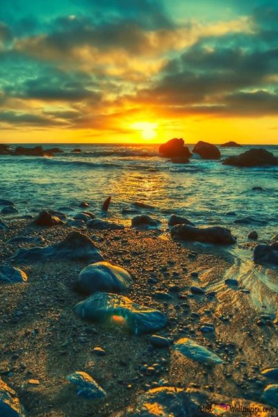 Природа пальмы