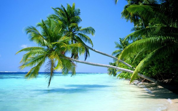 Море пляж пальмы