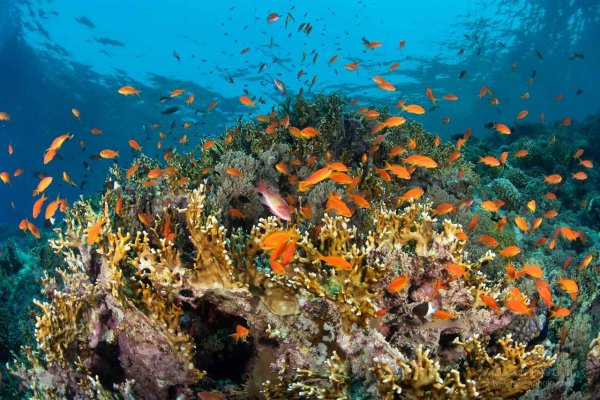 Шармаль Шейх море