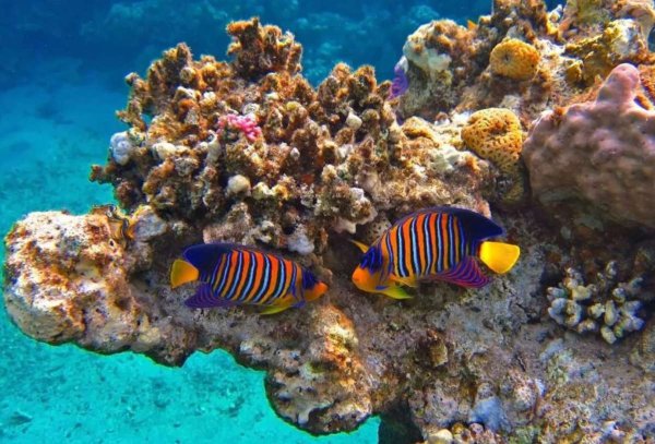 Рас Мохаммед риф