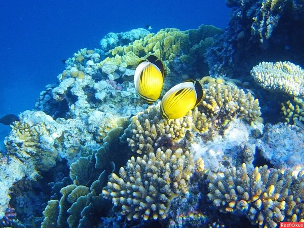 Египет Хургада море рыбки