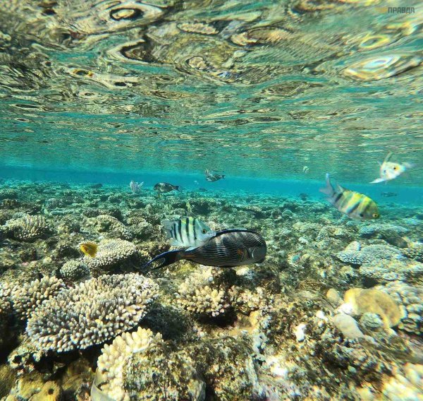 Шарм-Эль-Шейх море