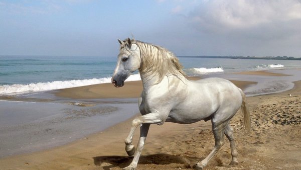 Животные лошади