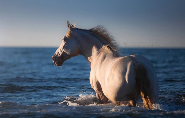 Картинки на рабочий стол лошади
