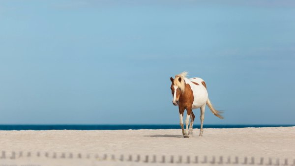 Лошадь бежит по морю