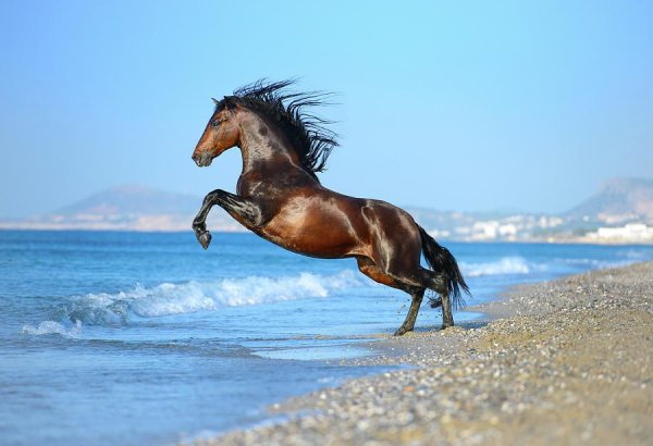 Лошадь бежит