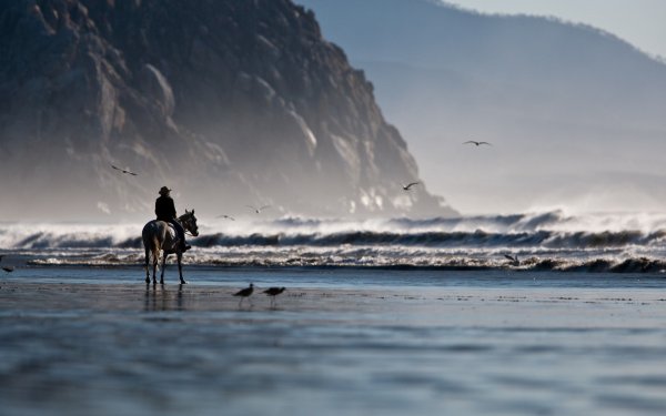 Красивая белая лошадь