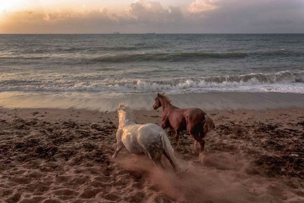 Мустанг отлар