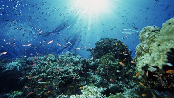 Коктебель морской Прибой