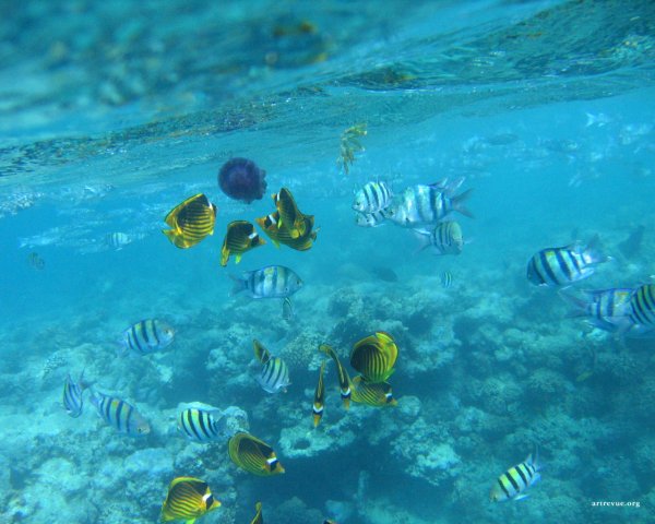 Гавайский художник Джон ол Хогью