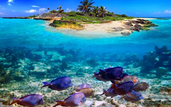 Большой Барьерный риф подводный мир