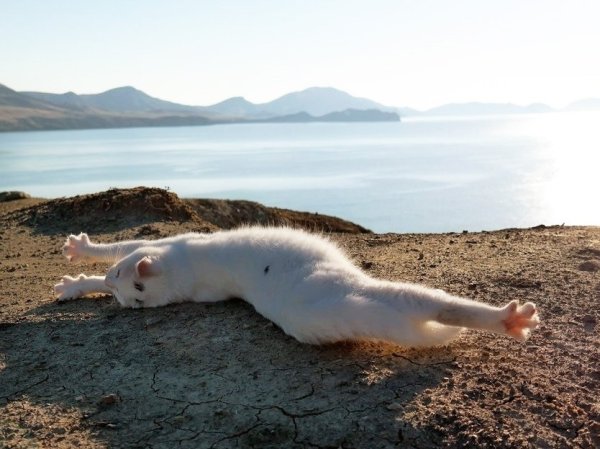 Кот на берегу моря лежит