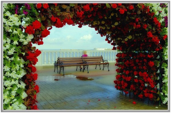 Розы на берегу моря