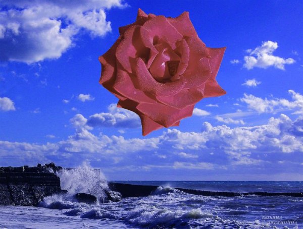 Море роз картинки