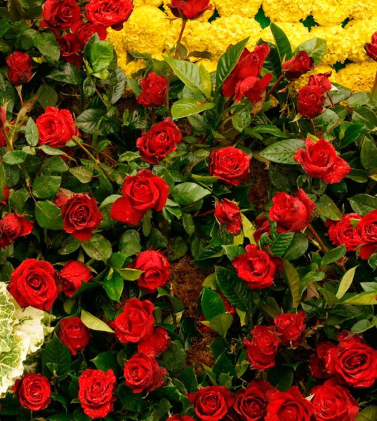 Пионы и море