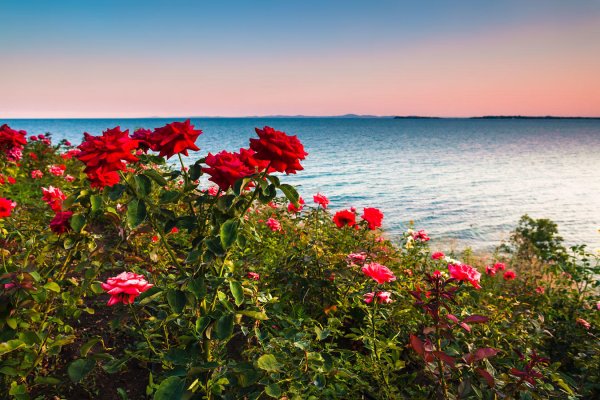 Одинокая роза