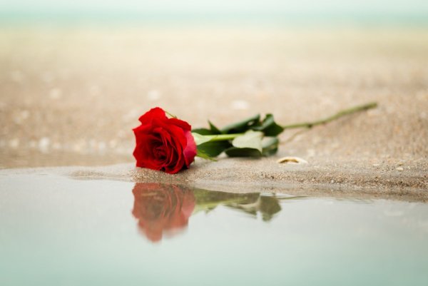 Цветы и море