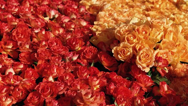 Розы на рассвете