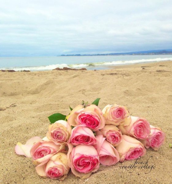 Роза флэшбэк