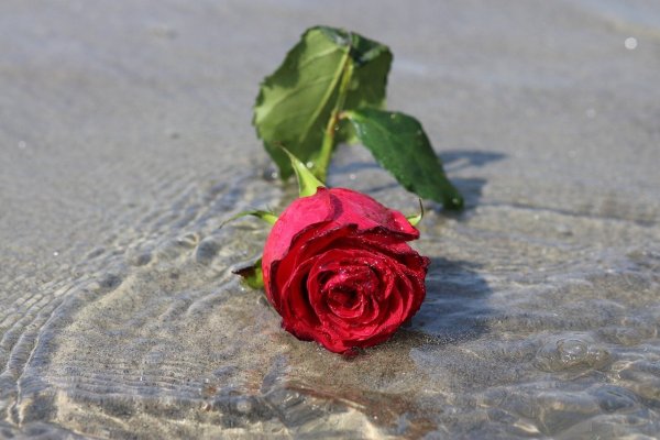 Дождь из цветов