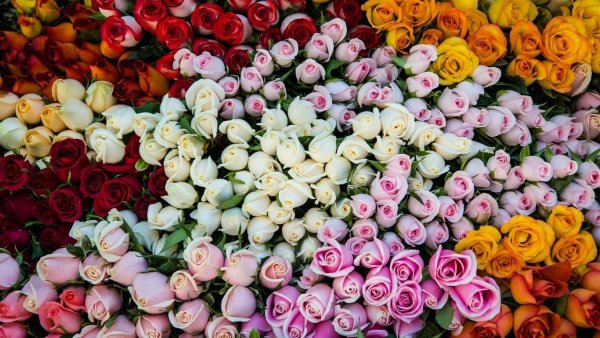 Шиповник морской Дальневосточный