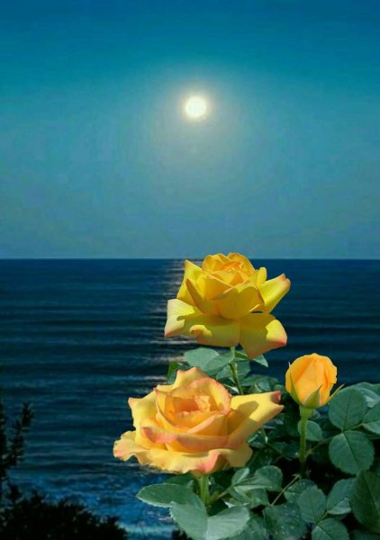 Роза на берегу