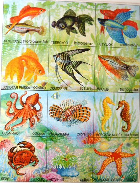 Морские обитатели с названиями для детей