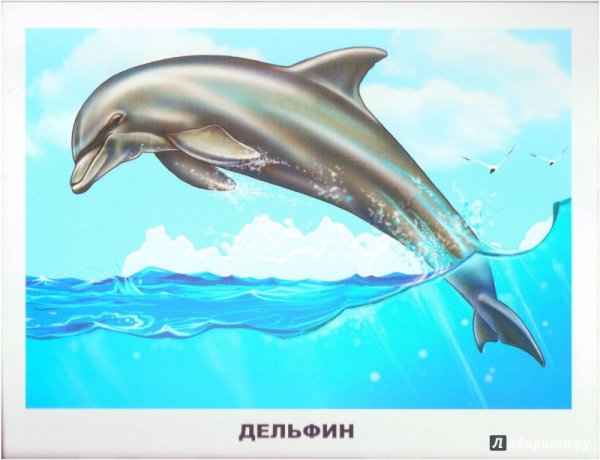 Обитатели морей и океанов для детей