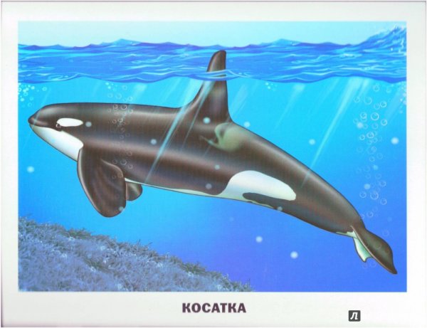 Животные морей и океанов для детей