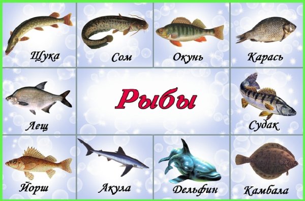 Карточки морские обитатели для детей