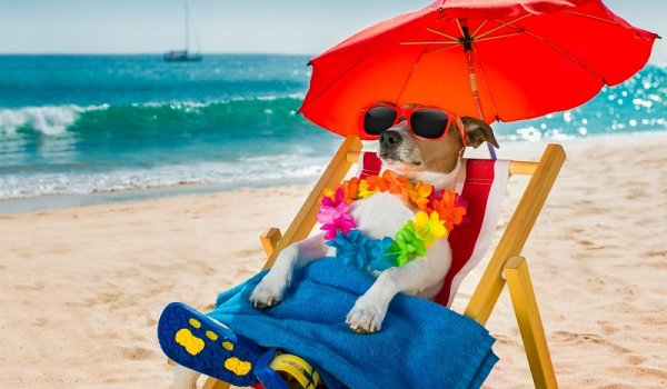 Дама в шезлонге