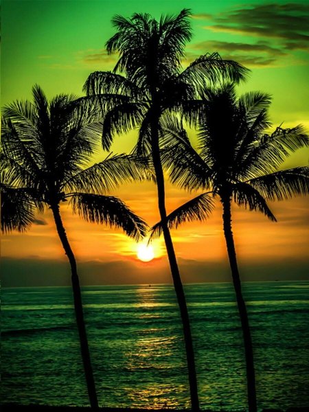 Пальмы и океан