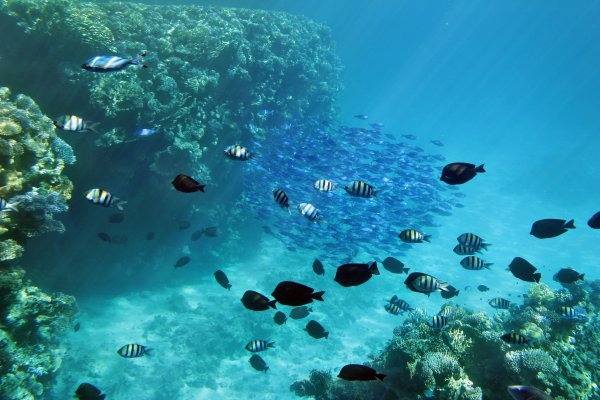 Красное море картинки на рабочий стол