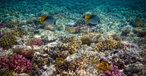 Макади Бей рыбы