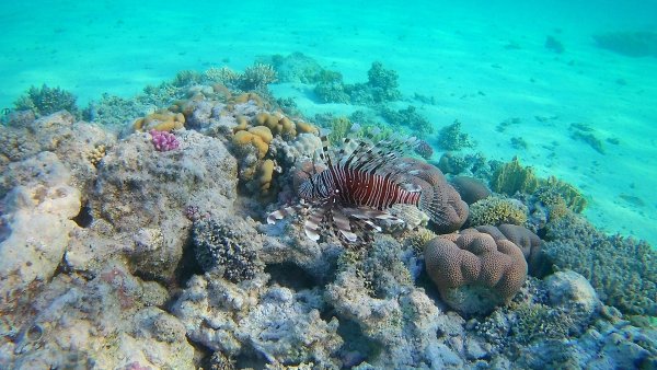 Риф в Египте Шарм-Эль-Шейх