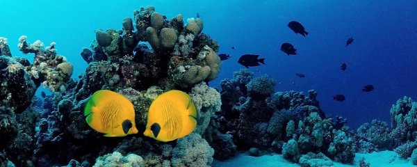 Египет Шарм красное море