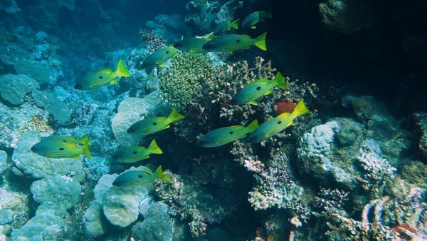 Египет море