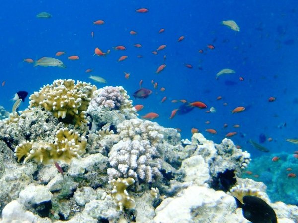 Шармаль Шейх море