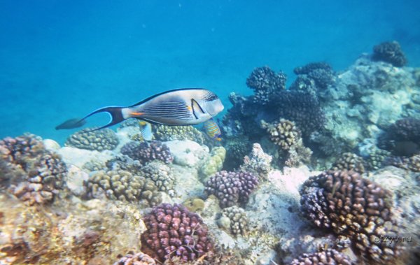 Риф Шарм-Эль-Шейх