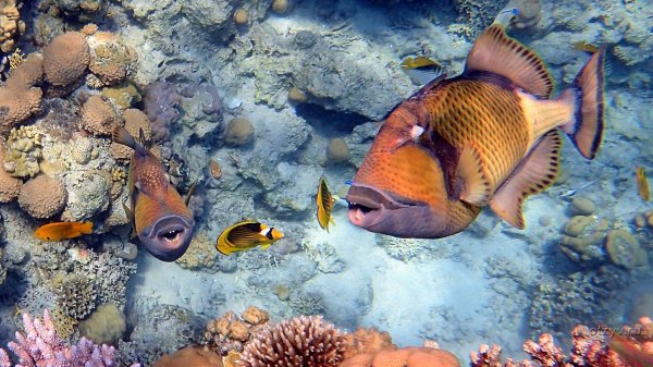 Морская черепаха в коралловых рифах