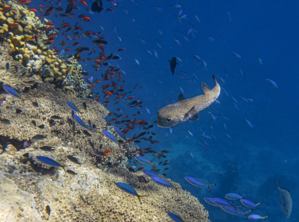 Коралловый риф рас Мухаммед