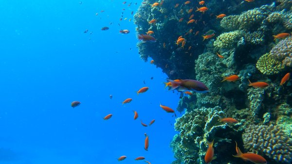 Рас Мохаммед риф