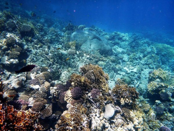 Дайвинг в Египте Шарм-Эль-Шейх