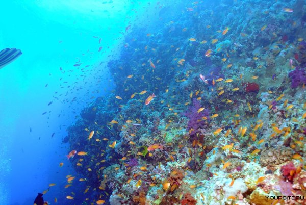 Коралловые рифы красного моря