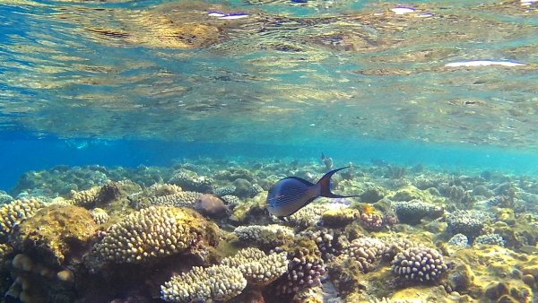 Красное море Египет Шарм-Эль-Шейх