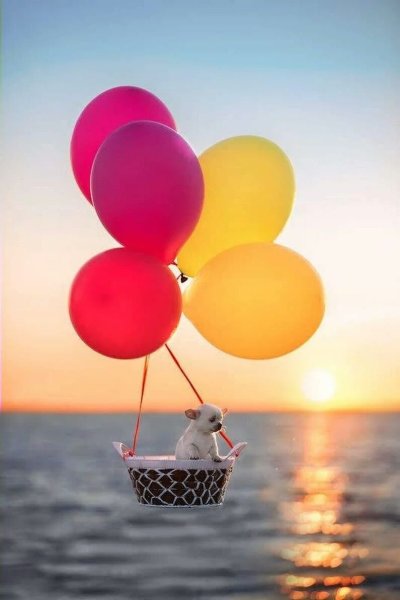 Животные в солнечных очках