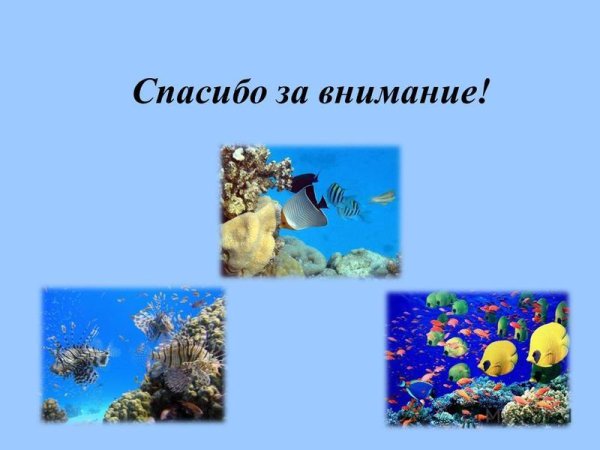 Спасибо за внимание морская тема