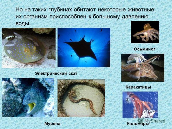 Организмы обитающие на морском дне